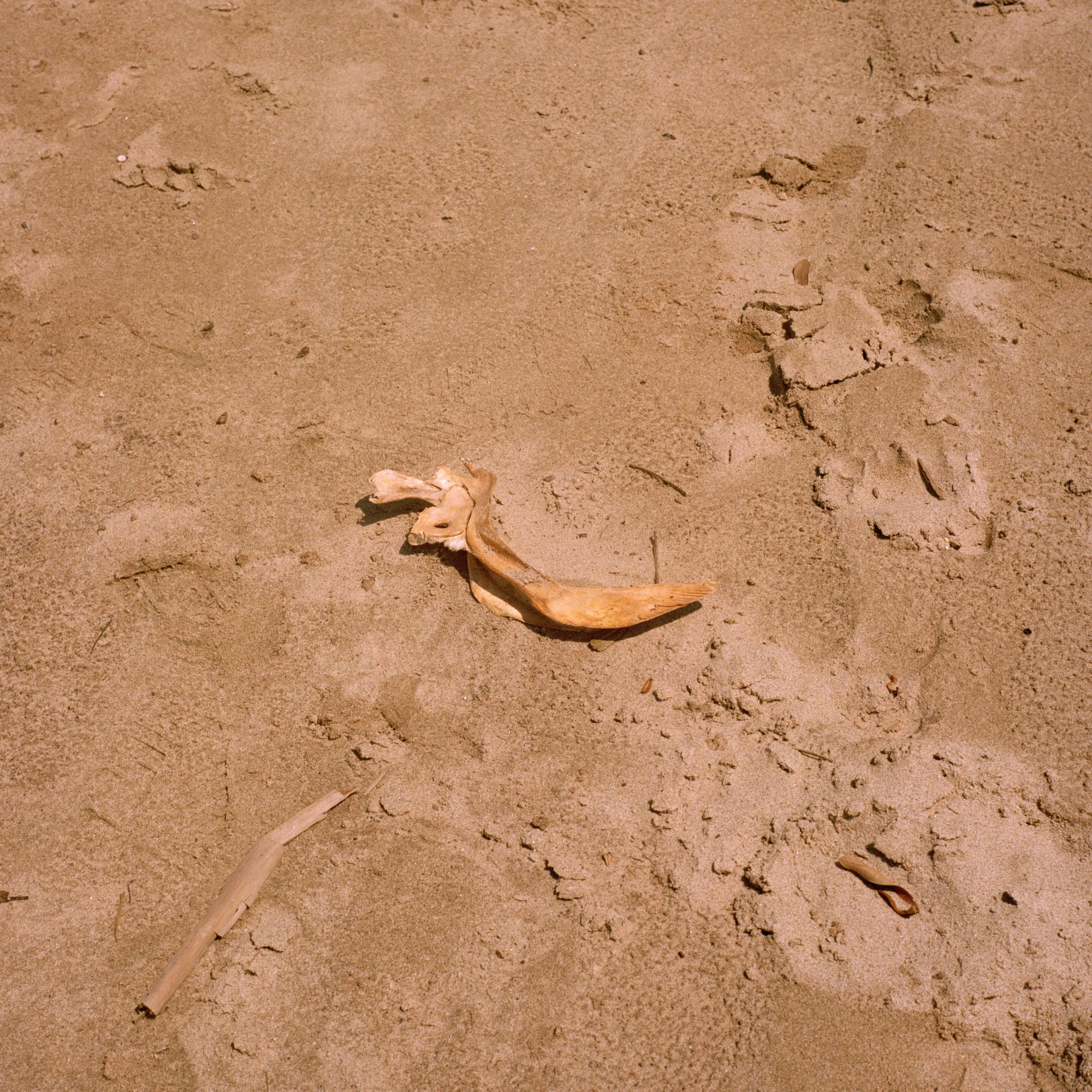Bone.jpg