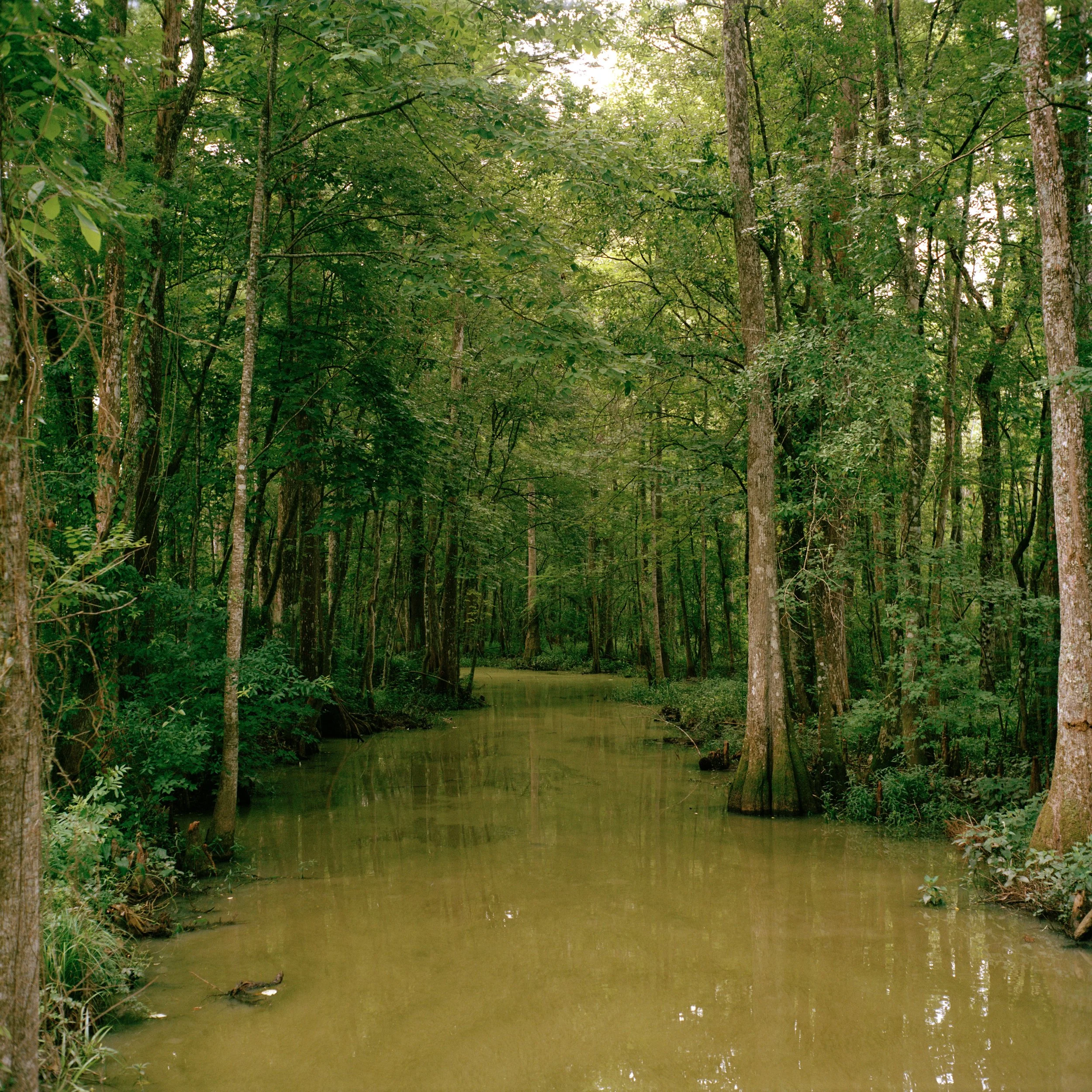 Swamp.jpg