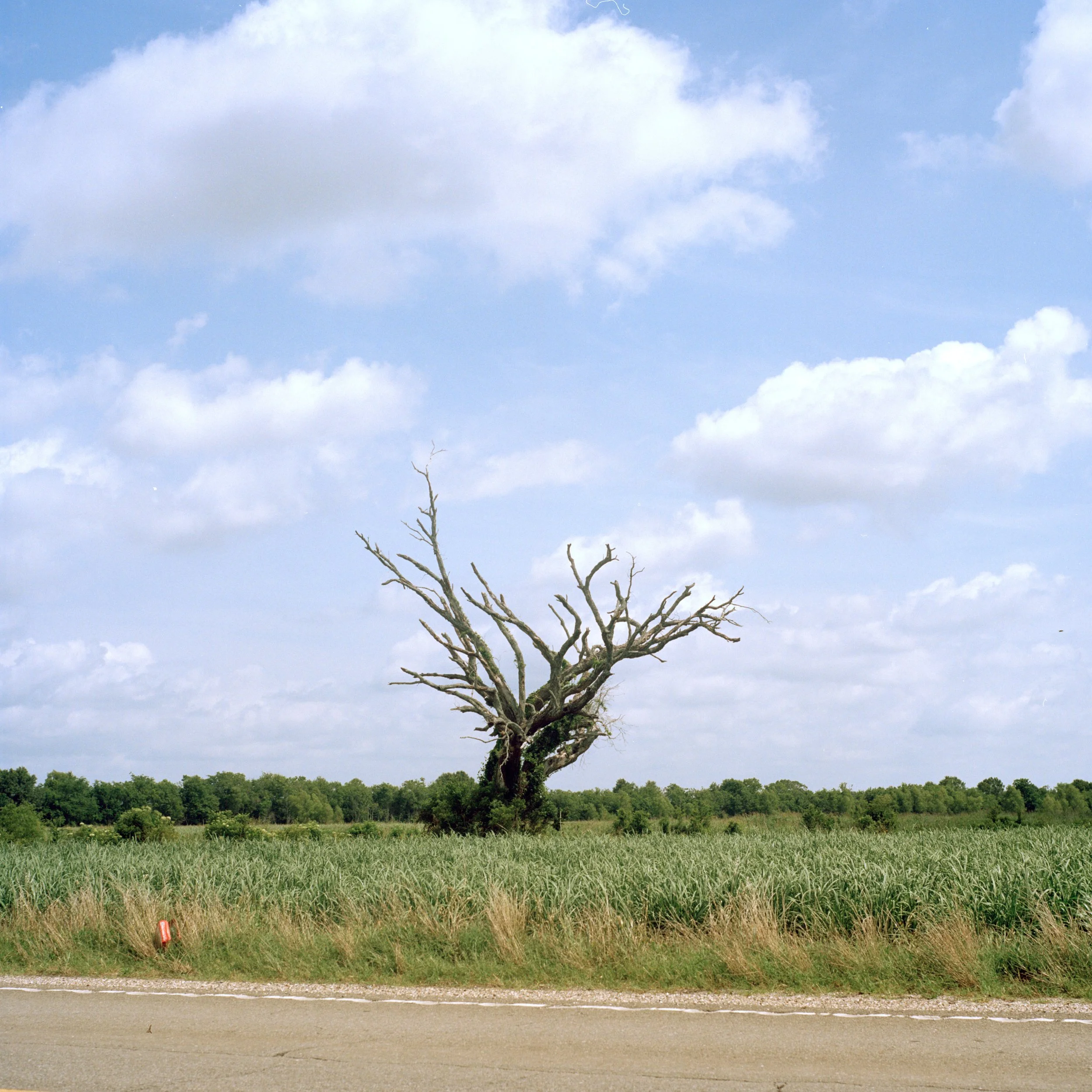 Dead Tree In The Sugar Field.jpg