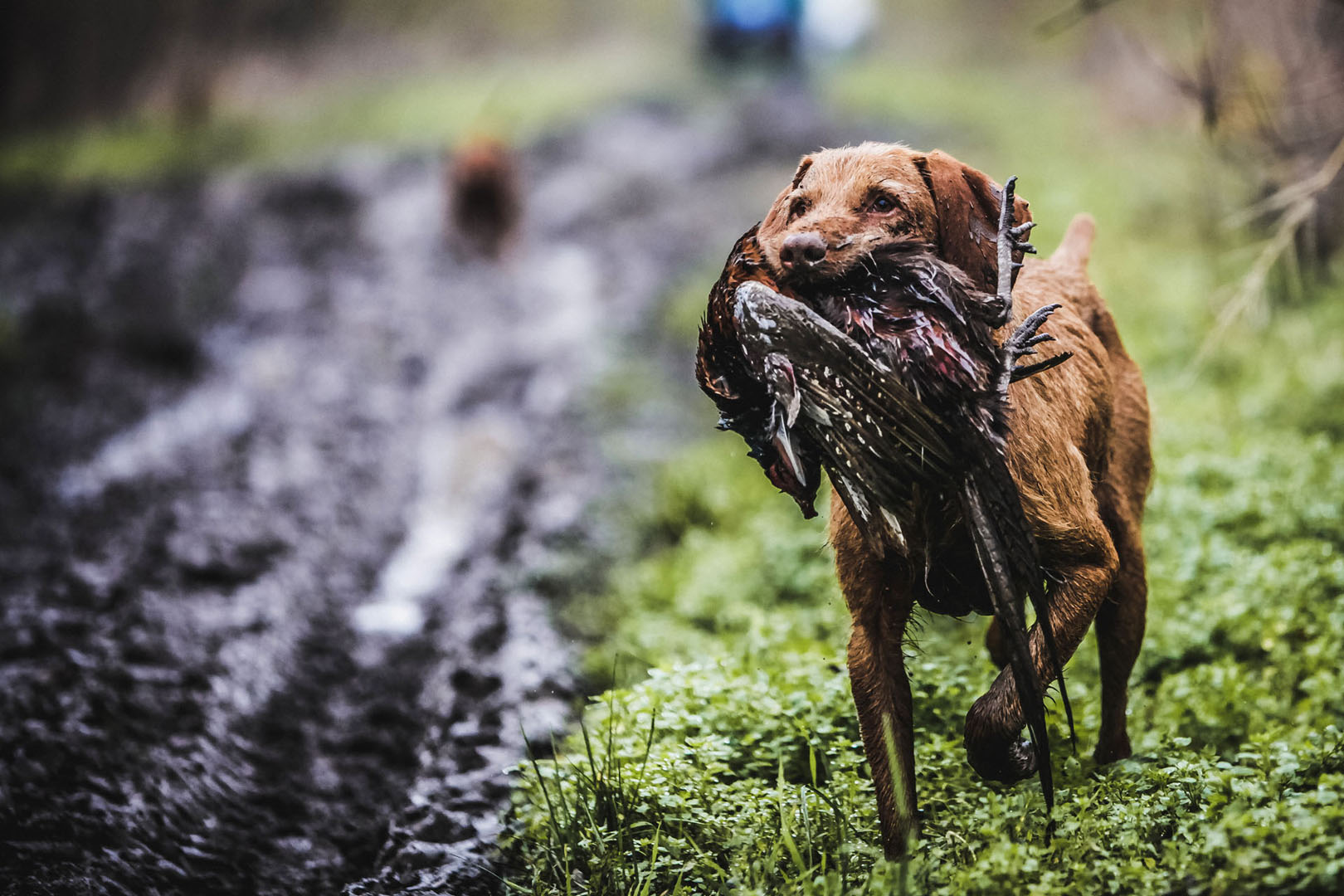 Trained dogs retrieve the shot pheasant from several hundred meters away.