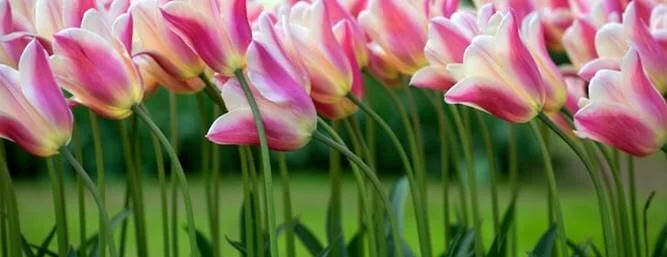 Tulip Time Cruise