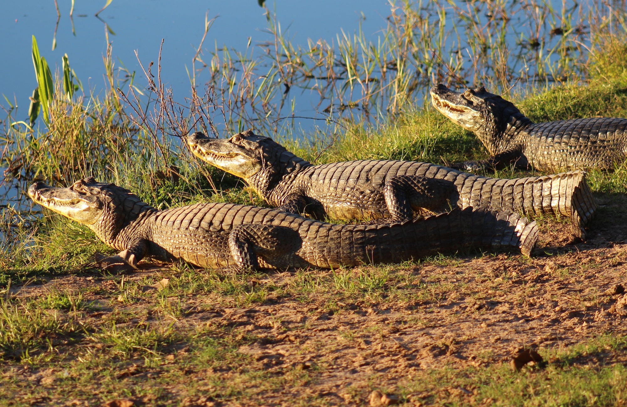 crocodiles.jpg