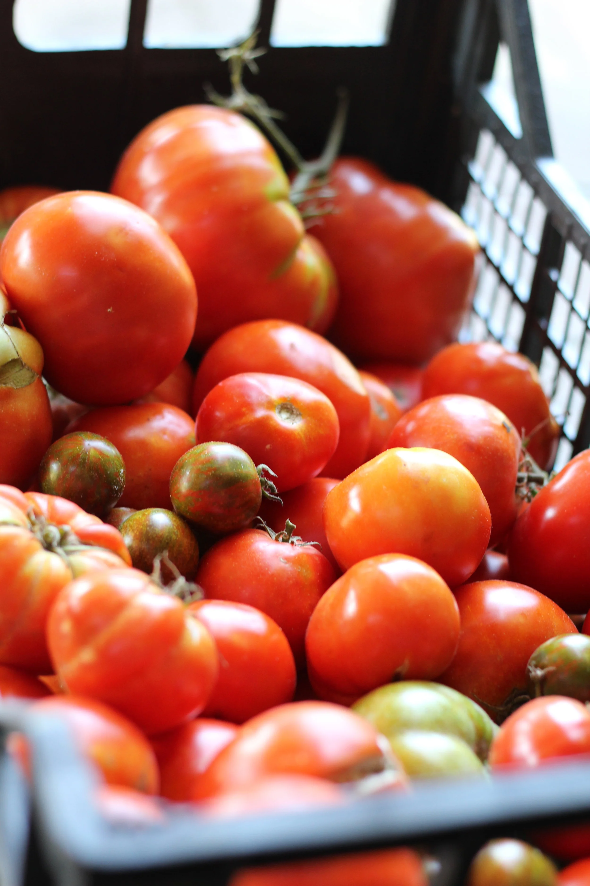 Fresh tomatoes, Yoga in Italy 