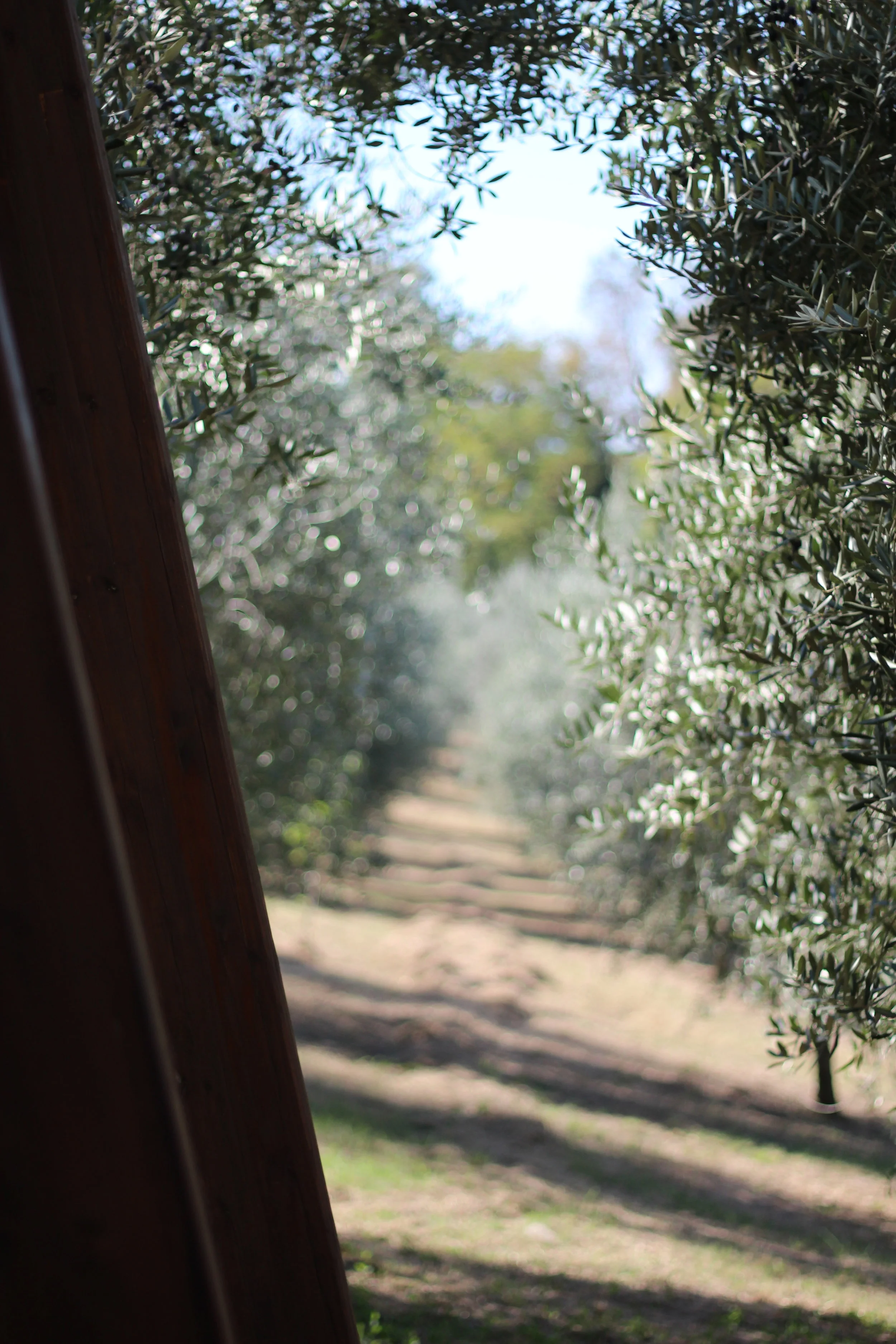 View from Yoga Deck, In Sabina Italy Retreat