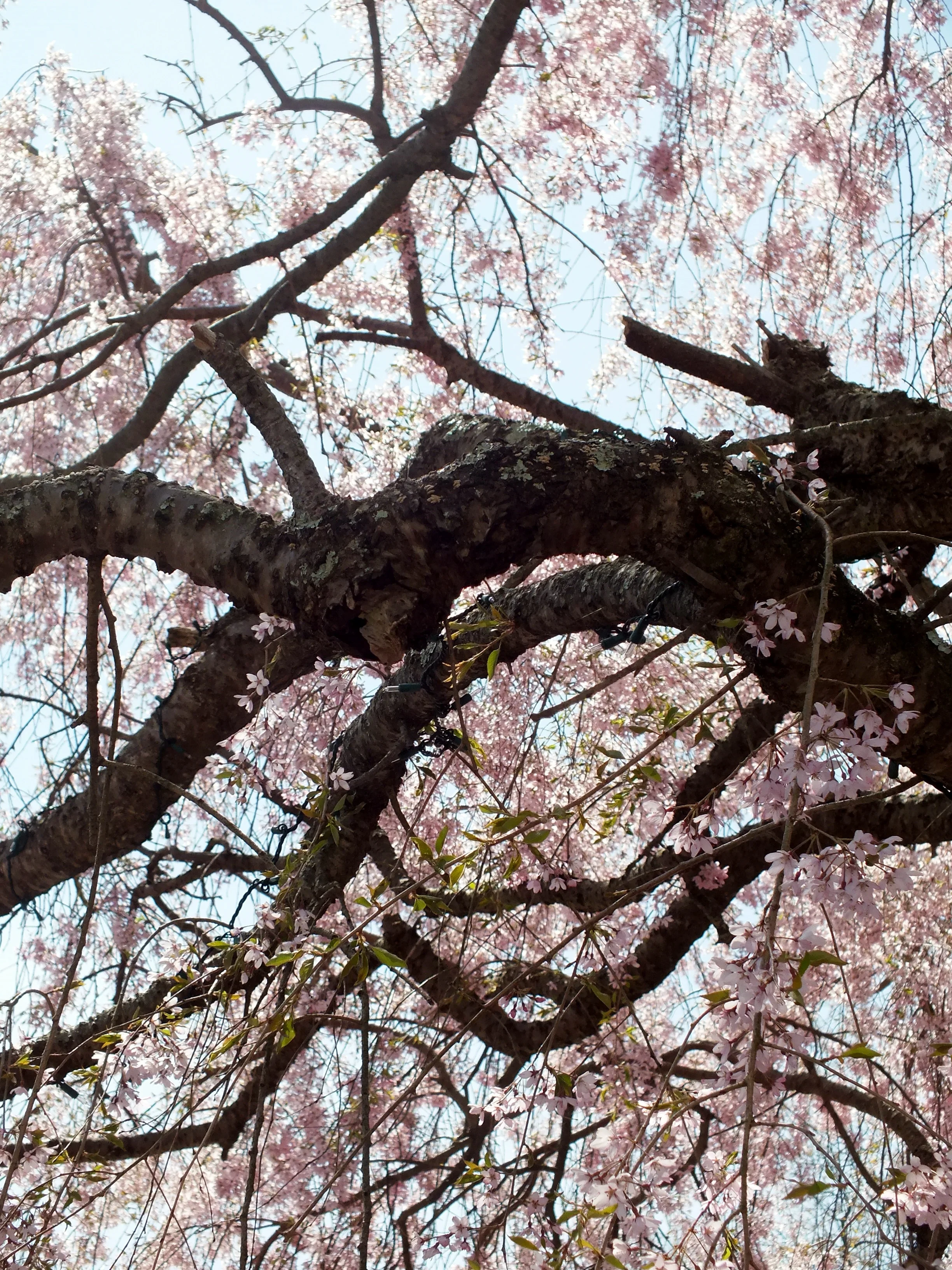 Cherries and Hepburn