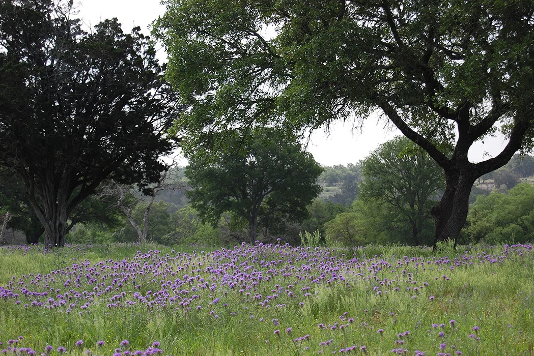 wildflowers_cwhillcountryranch_wedding venue bed and breakfast boerne tx.jpg