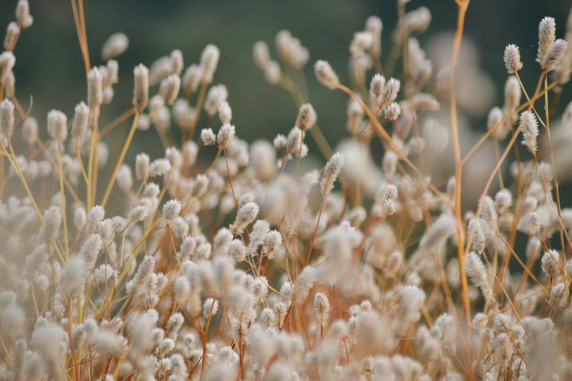 white flowers.jpeg