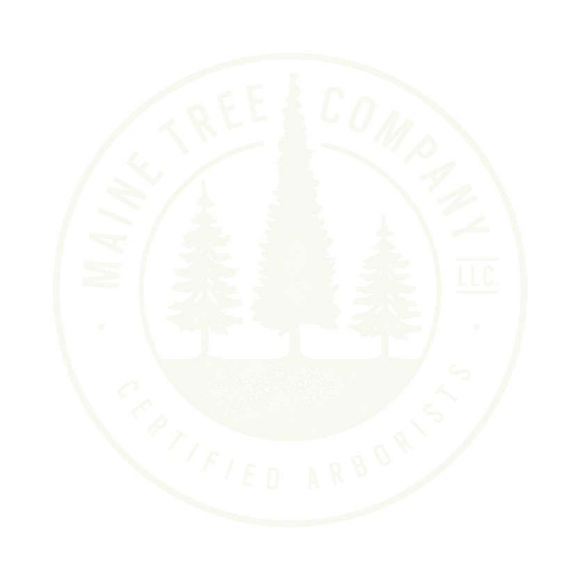 Maine Tree Company