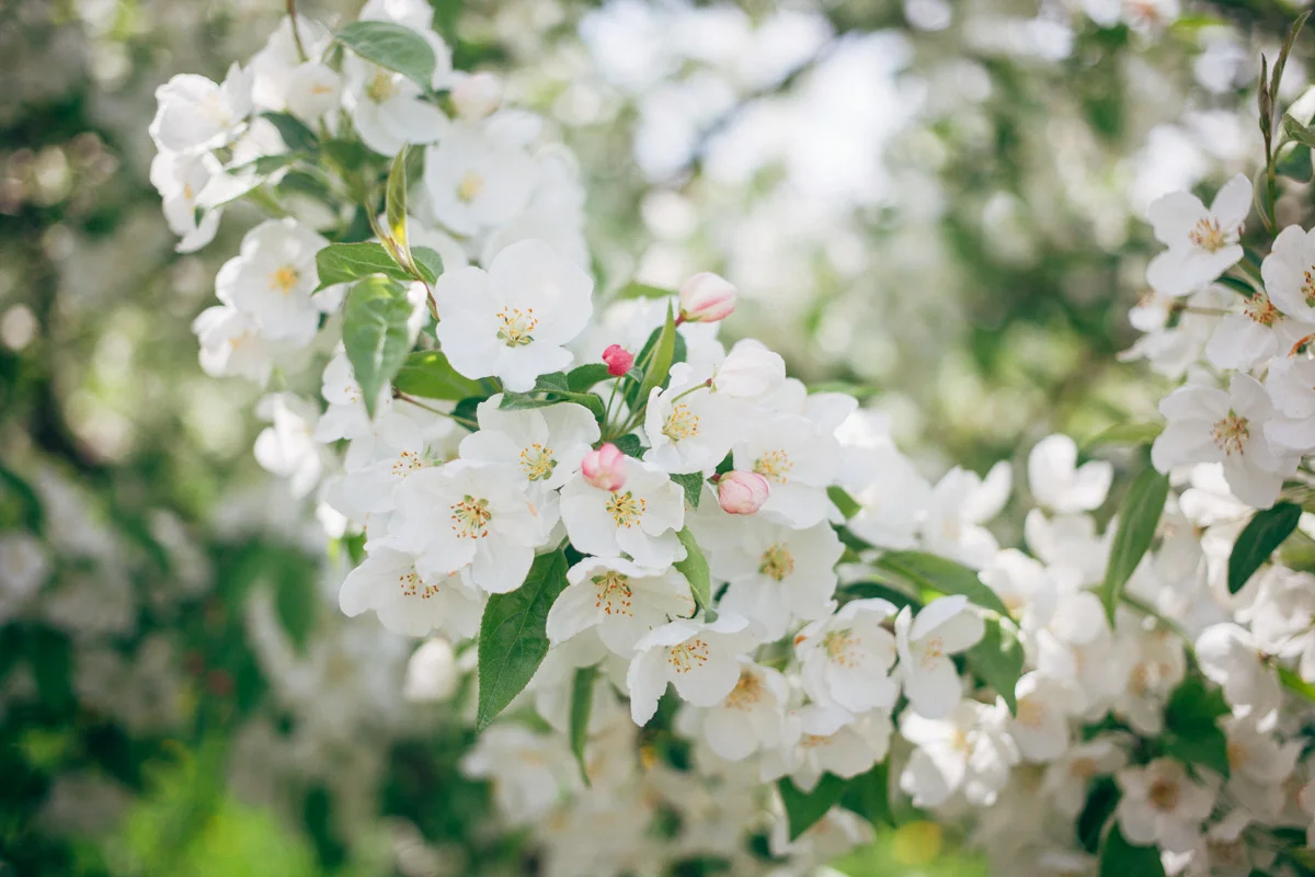 apple blossoms-1.jpg