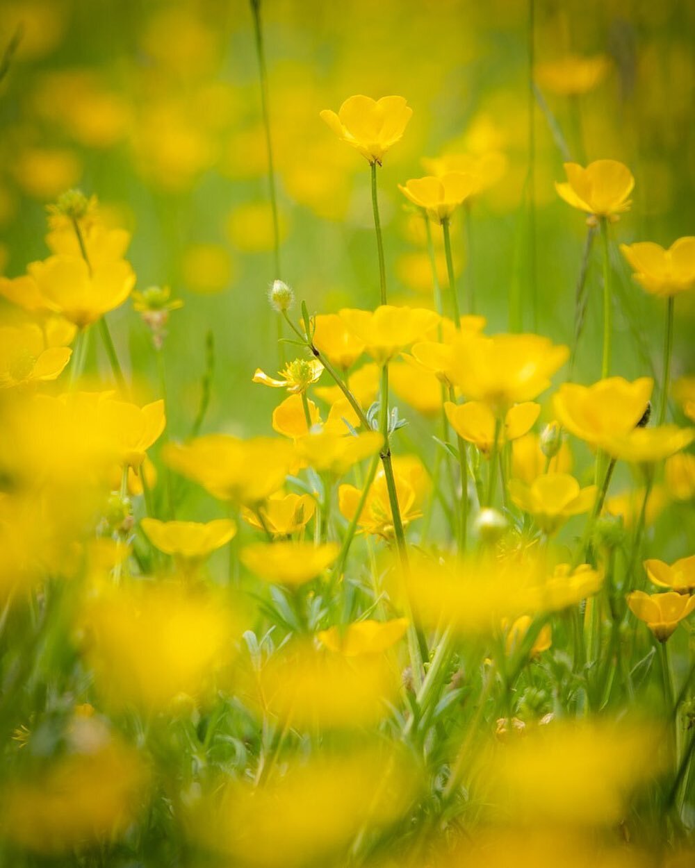 Buttercup Dreams ☀️☀️☀️ #summertime #buttercups #summerflowers #flowerpower