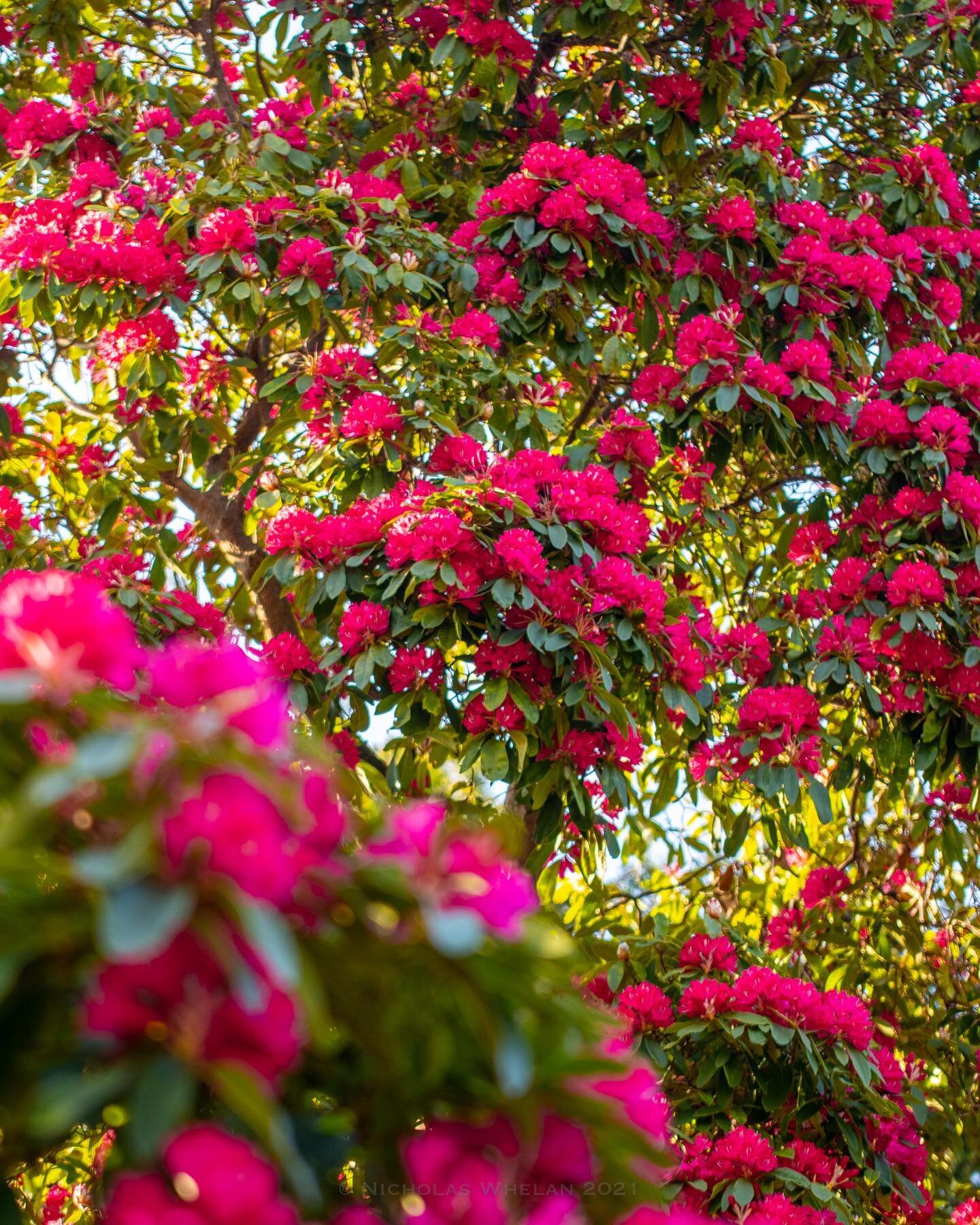 The magnificent rhododendron display currently in bloom at Kilmacurragh Botanical Gardens in Wicklow. Some of these giant flowering trees, imported from Nepal in the 1840s, are over 180 years old! #kilmacurraghgardens #kilmacurragh #kilmacurraghbotan