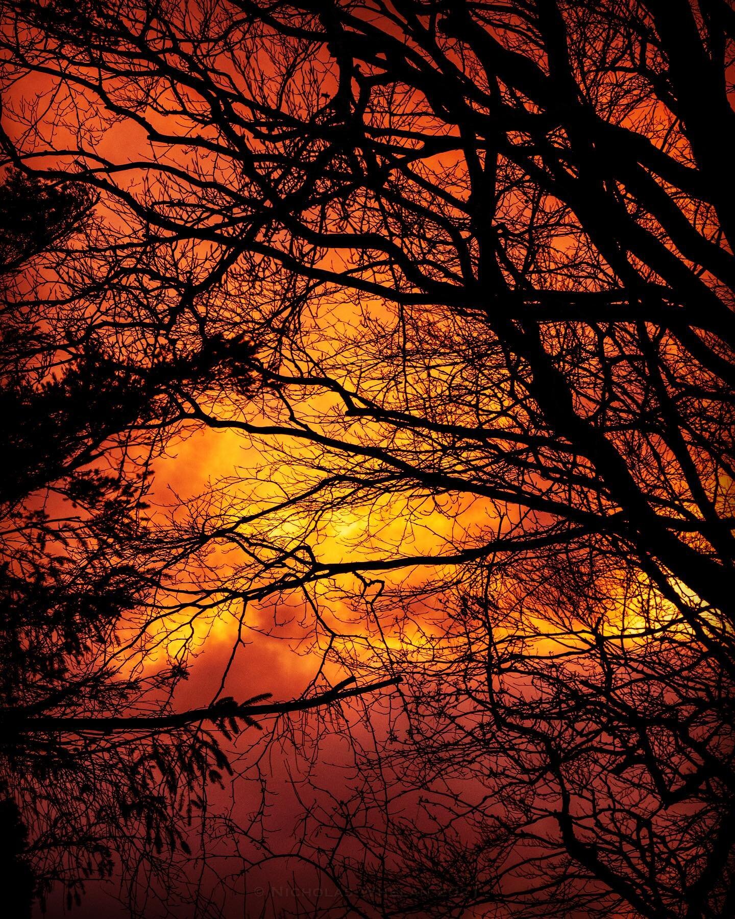 Fiery Sunset 🌅🔥 #sunset #sunsetlover #sunsets #sunsetgram #sunsettree #treelovers #sunthroughtrees #branches #rawireland #photolikepainting #photoart #yellowandorange #wicklow #wicklowmountains #wicklowphotographer #irishphotographer #canon80d #can