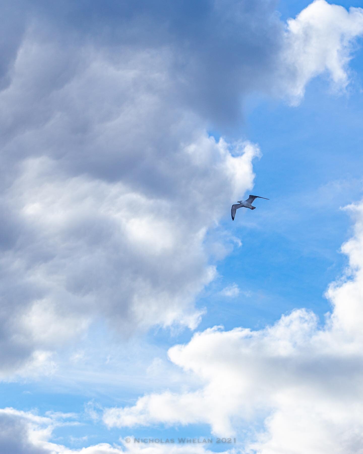 A Beast from the East - stunning clouds over a freezing cold seafront today #seagull #bray #brayseafront #braypromenade #seabirds #birdphotography #clouds #cloudscape #cloudporn #cloudlovers  #cloud9 #blueskies #bleu #blueandwhite #canon6d #tamron702