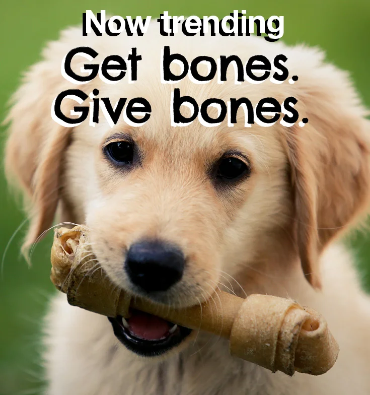 NHD_170035 Pinterest_TrendDog2_F.jpg