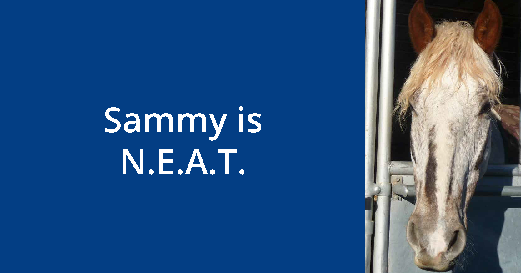 Meet Sammy GIF copy_Page_4.png