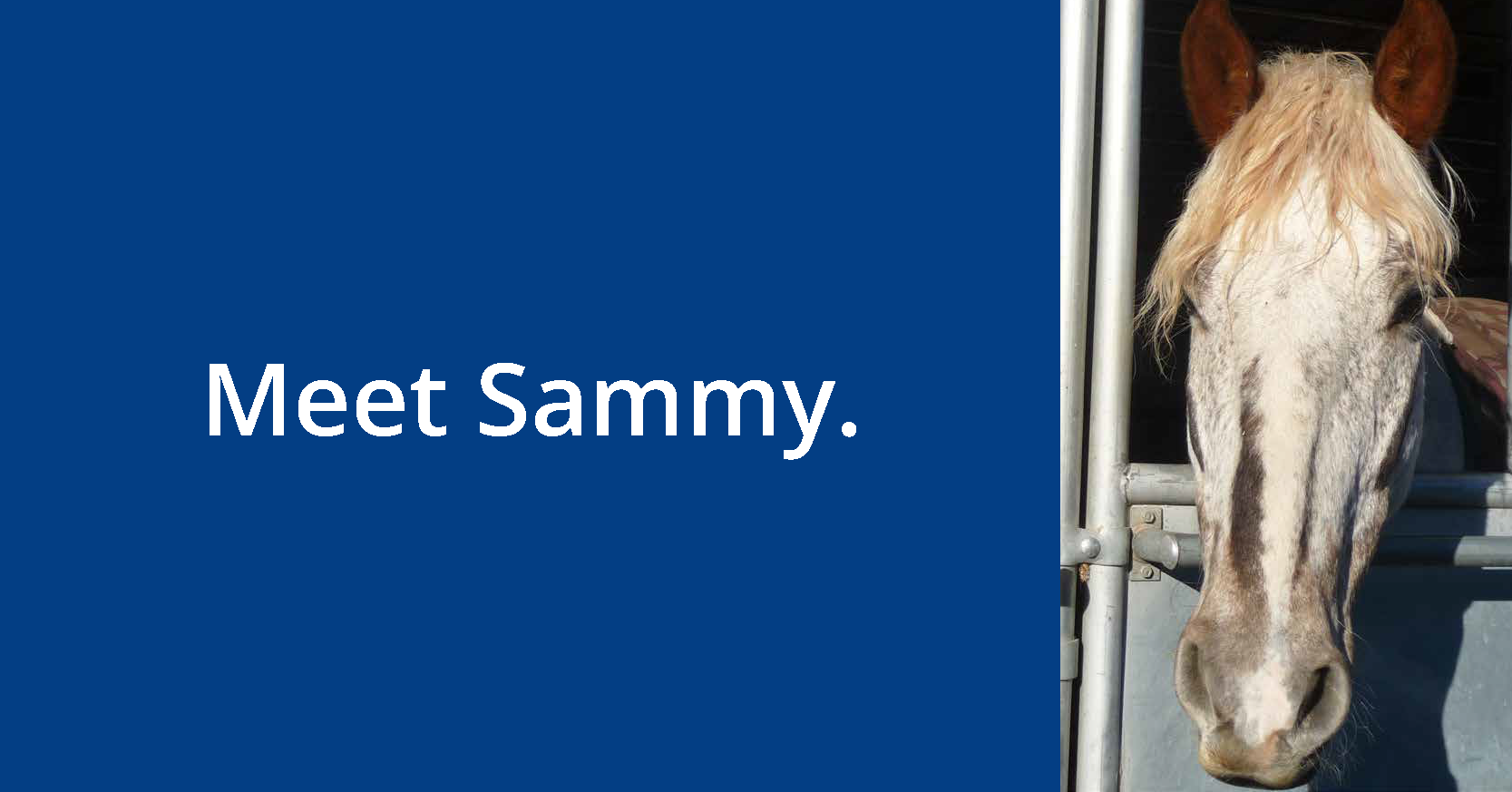 Meet Sammy GIF copy_Page_1.png