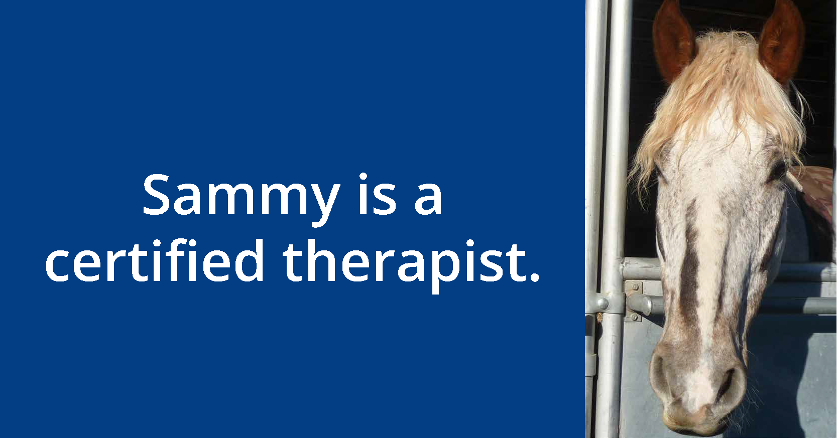 Meet Sammy GIF copy_Page_2.png