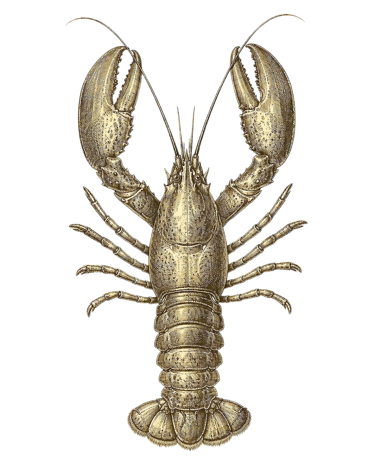 ostra-illustration-imagery-05.webp