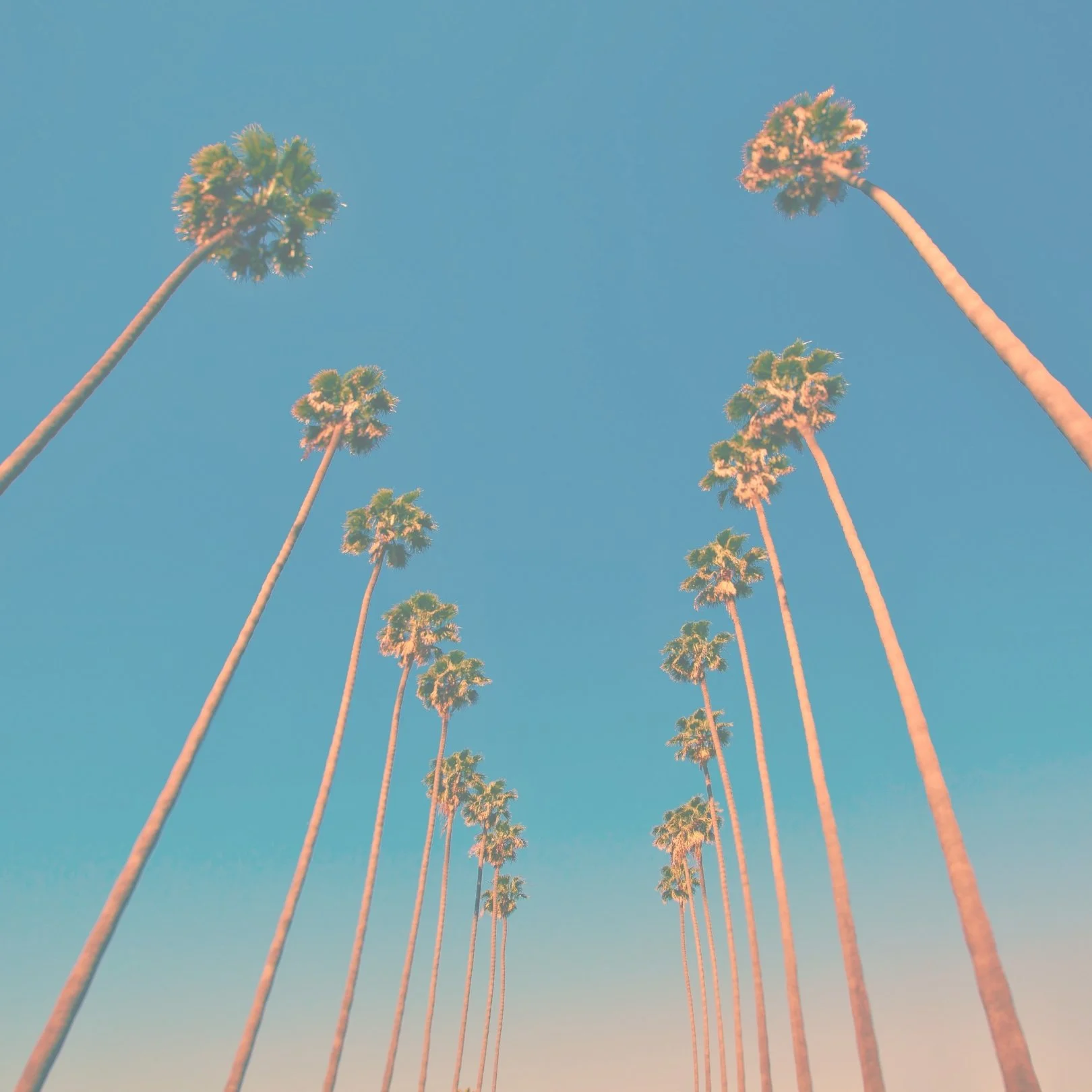 Sola_Palm_Trees.jpg