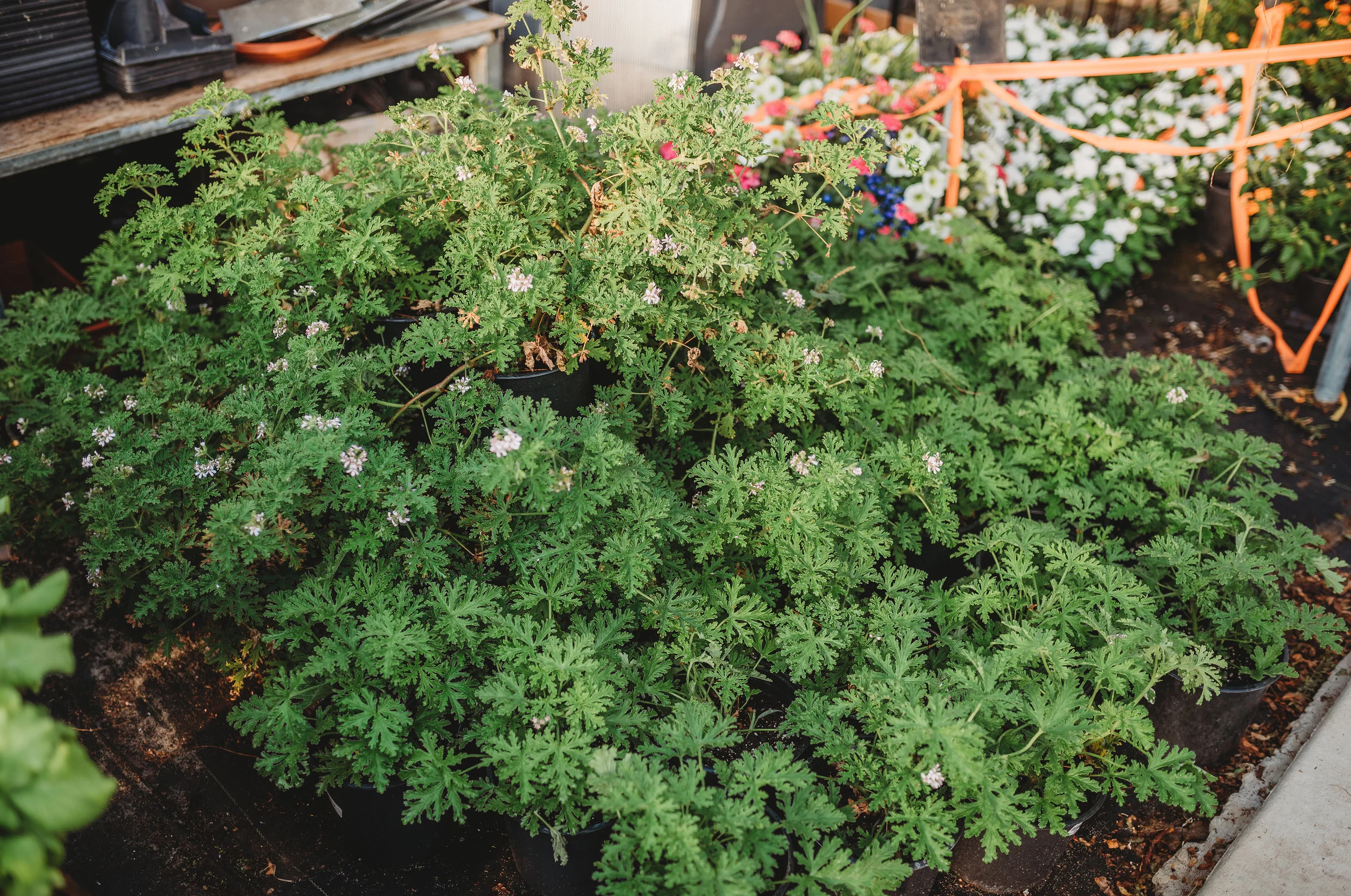 Citronella Plants $6.5o