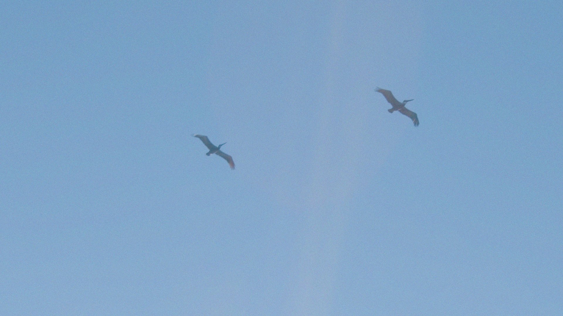 birds.jpeg