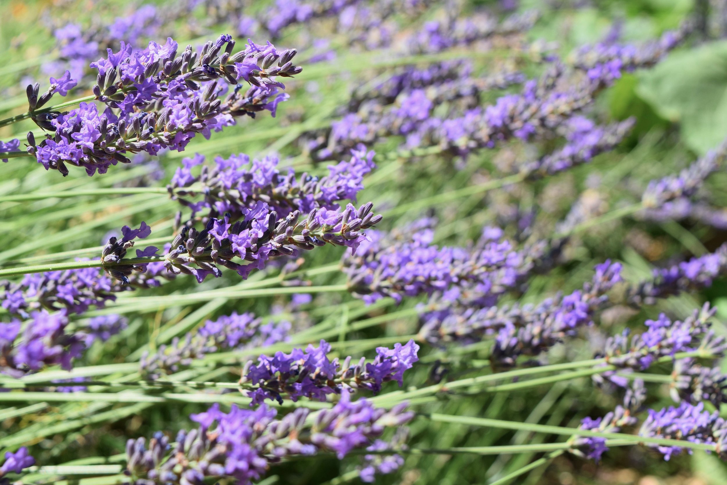 Copy of lavendar.jpg