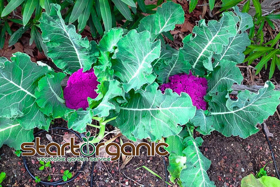 purple cauliflower.jpg