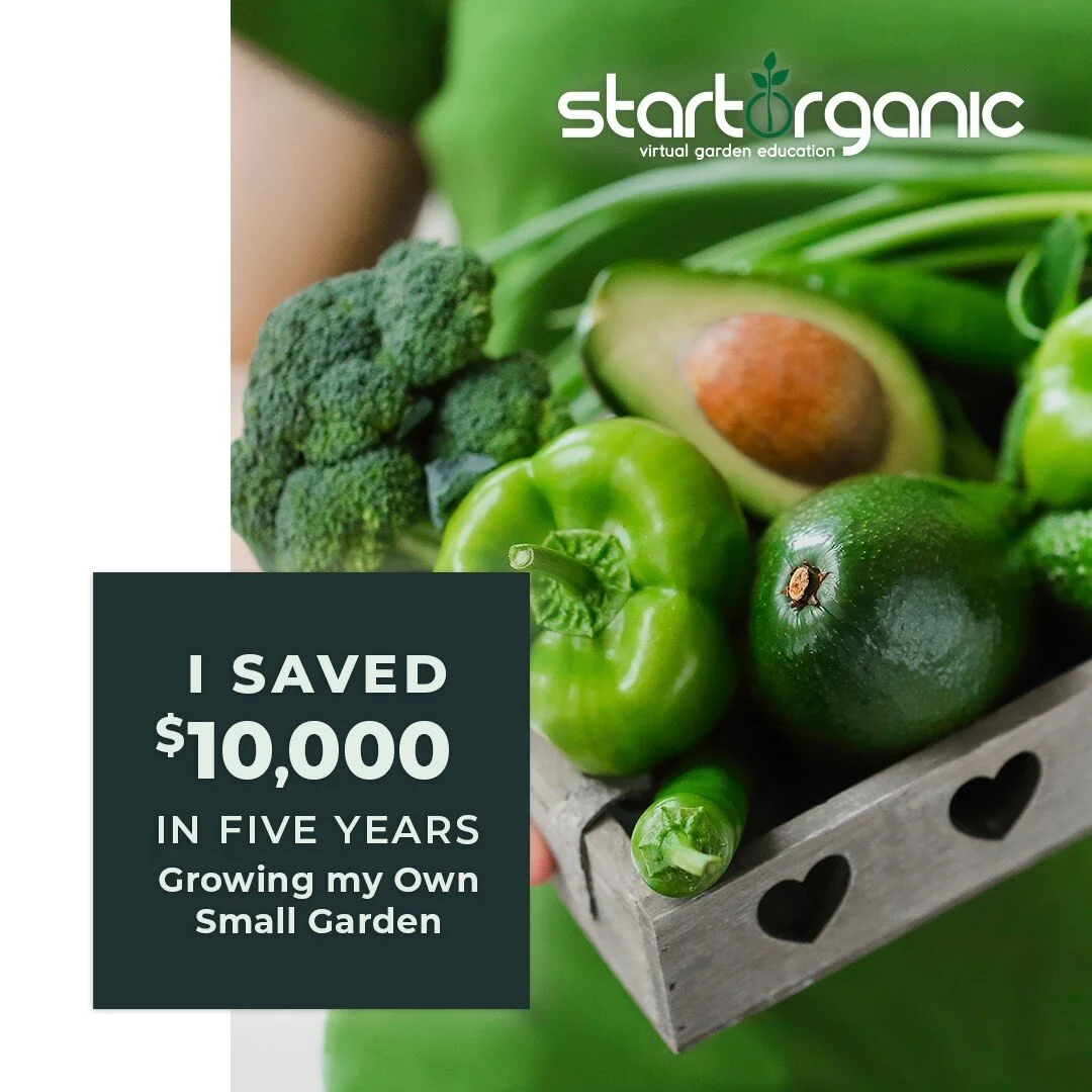 Learn how to save money growing your own vegetables by spending just 10 minutes in the garden a day!
https://tinyurl.com/kw6wu97v

#gardener #gardening #garden #gardenlife #plants #nature #gardens #gardendesign #gardenersofinstagram #growyourown #myg