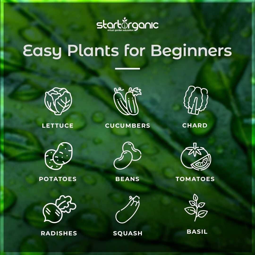 Want to give vegetable gardening a try this year? Here are some easy plants to start with for beginners.

www.startorganic.org

#gardener #gardening #garden #gardenlife #plants #nature #gardens #gardendesign #gardenersofinstagram #growyourown #mygard