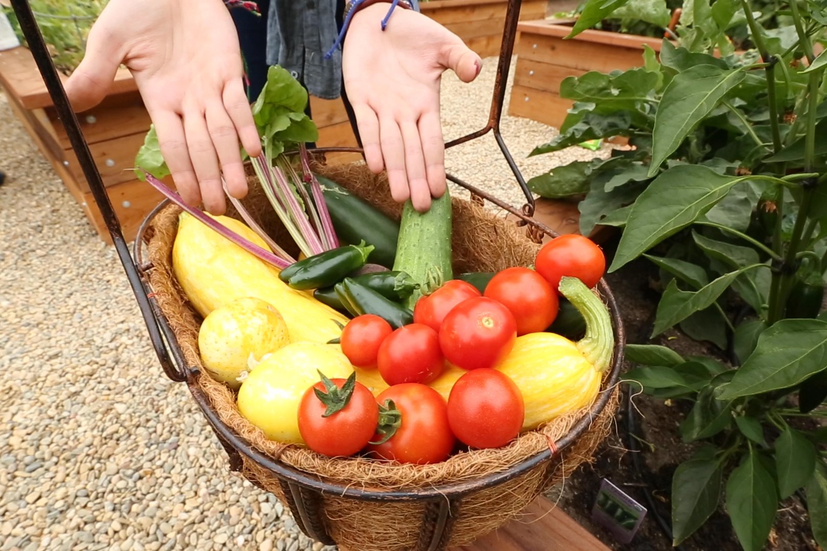 harvest basket mari hands.jpg