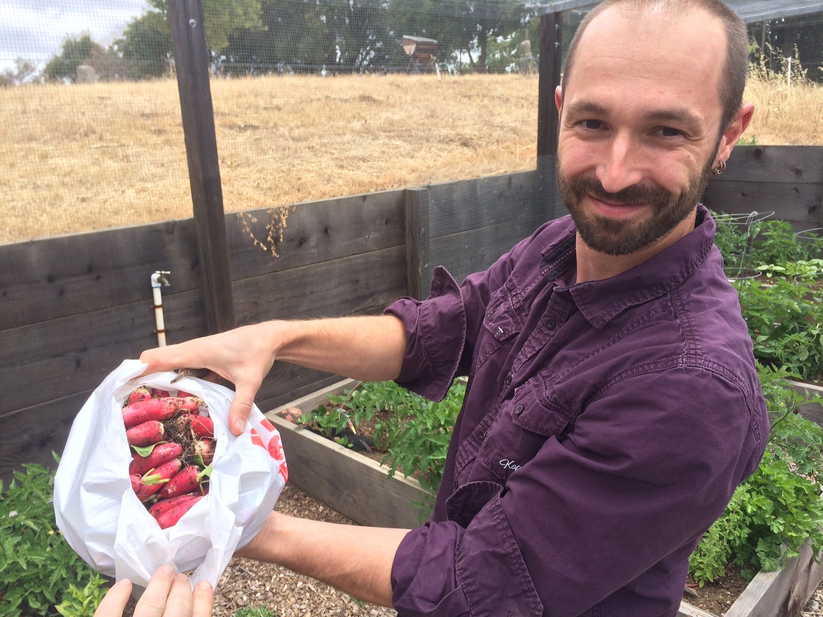 Tesla Radish Harvest 5-23-18.JPG