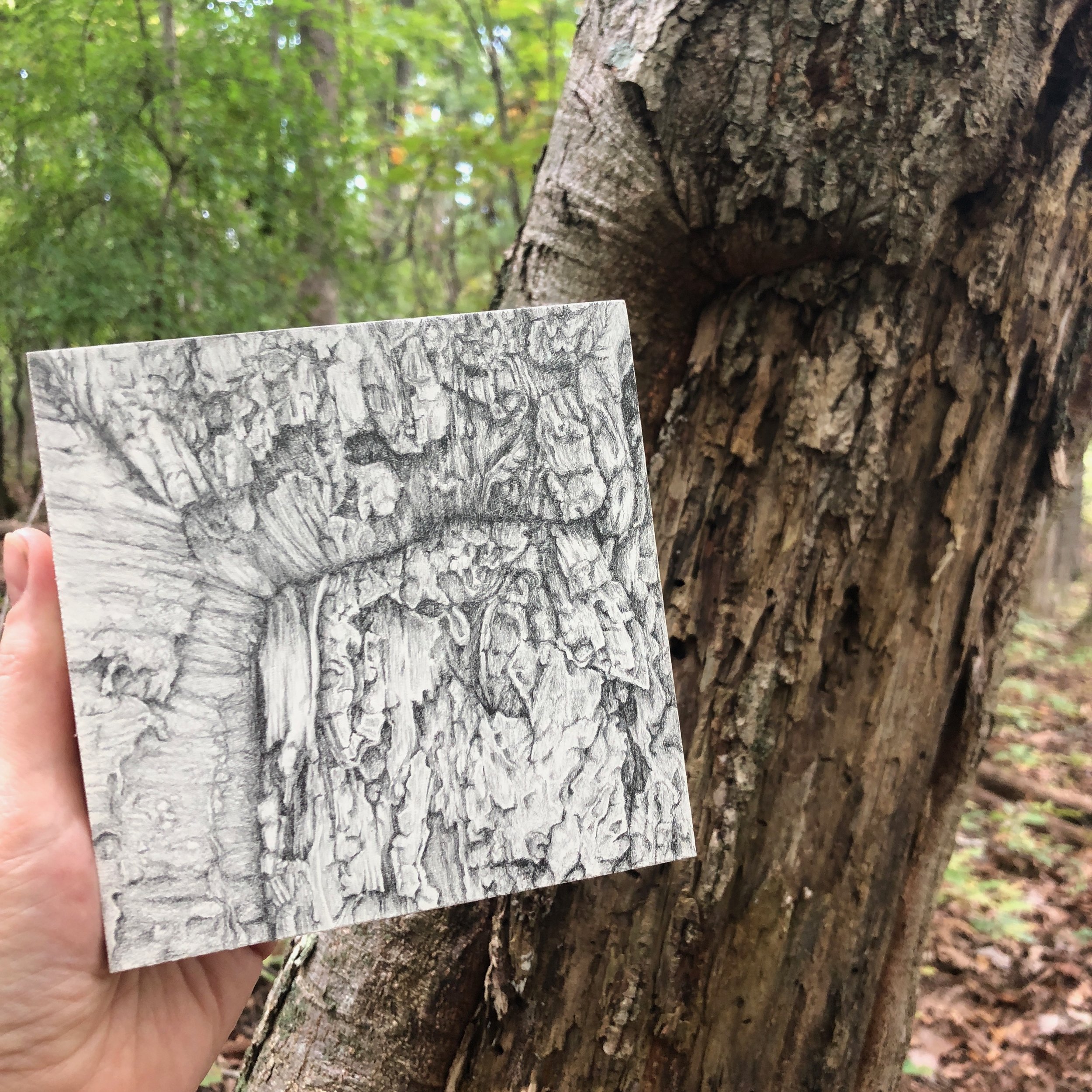 Tree Anatomy: Bark