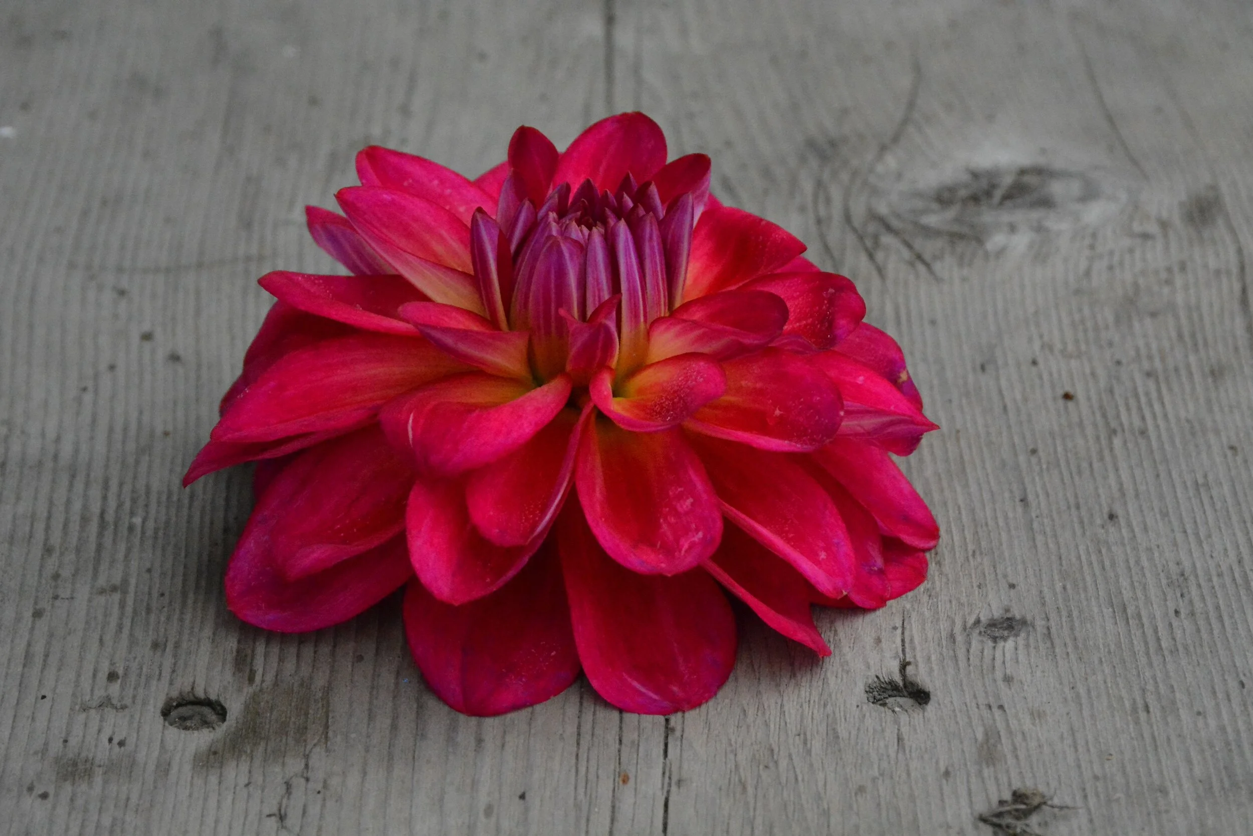 Dahlia, Dazzle Me — Lowlands Farm