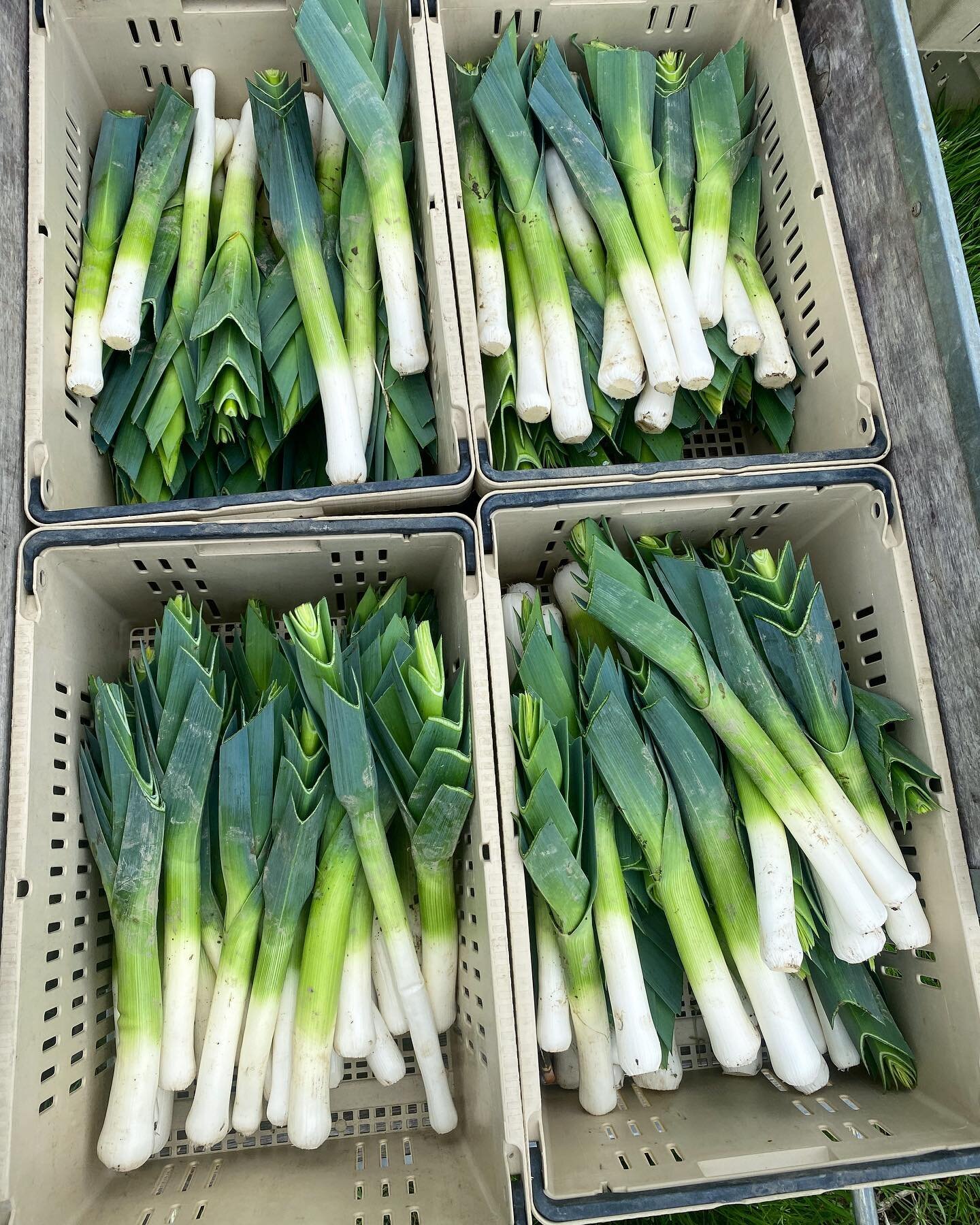 She&rsquo;s still got it! ⚡️

Find our overwintered leeks in the first @snovalleycoop spring CSA boxes of the season!