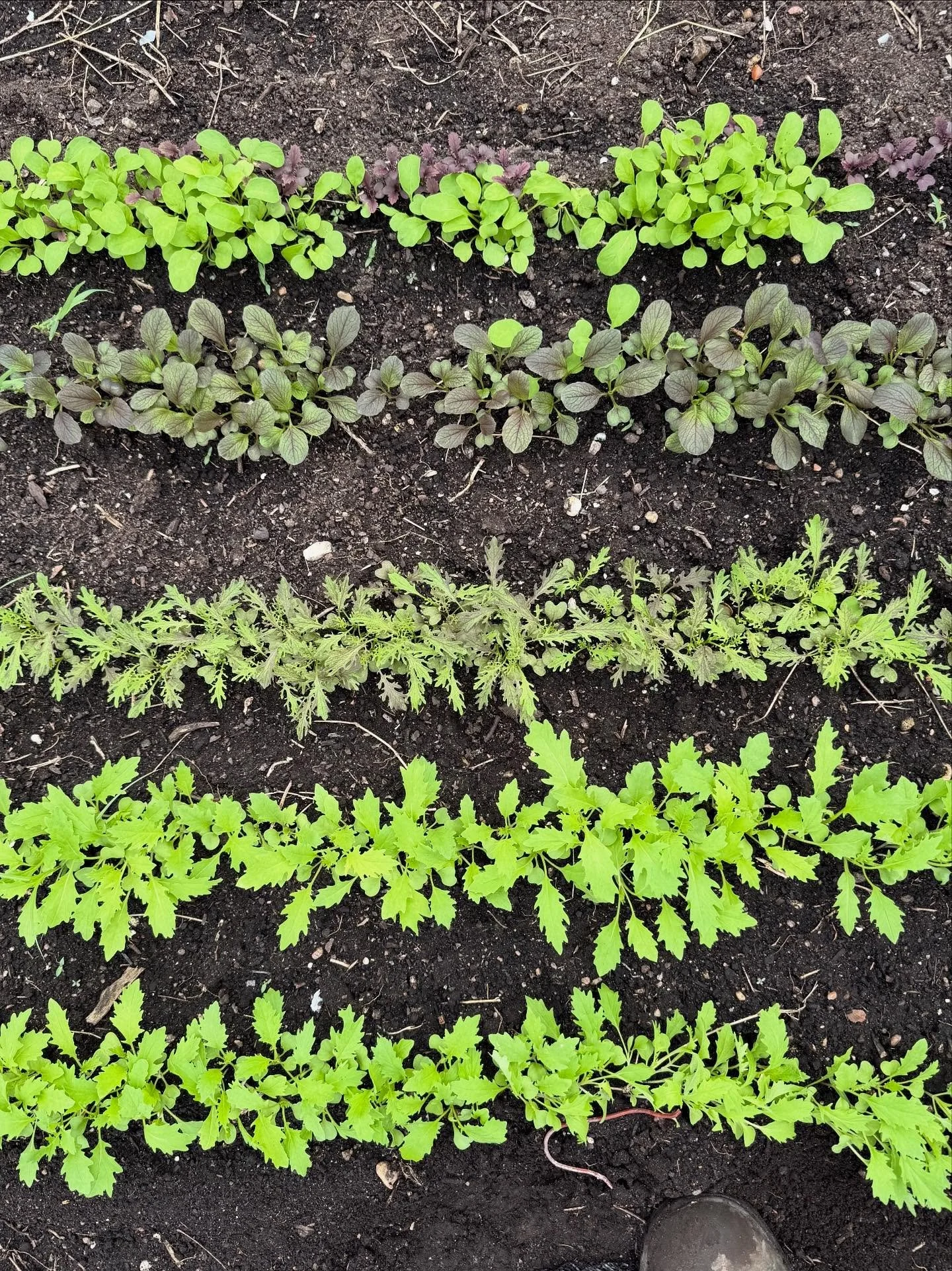 POV: When the August &ldquo;cold front&rdquo; in Austin is temps in the mid-80&rsquo;s

Hope you like salad!