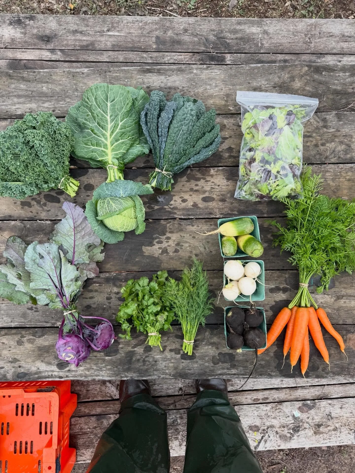 Winter farming in Austin has been abundant! 

I harvested most of what was left in my fields ahead of a big freeze and before I move farm sites the end of this month.

Head to my stories to get your hands on this goodness since the farmers market is 