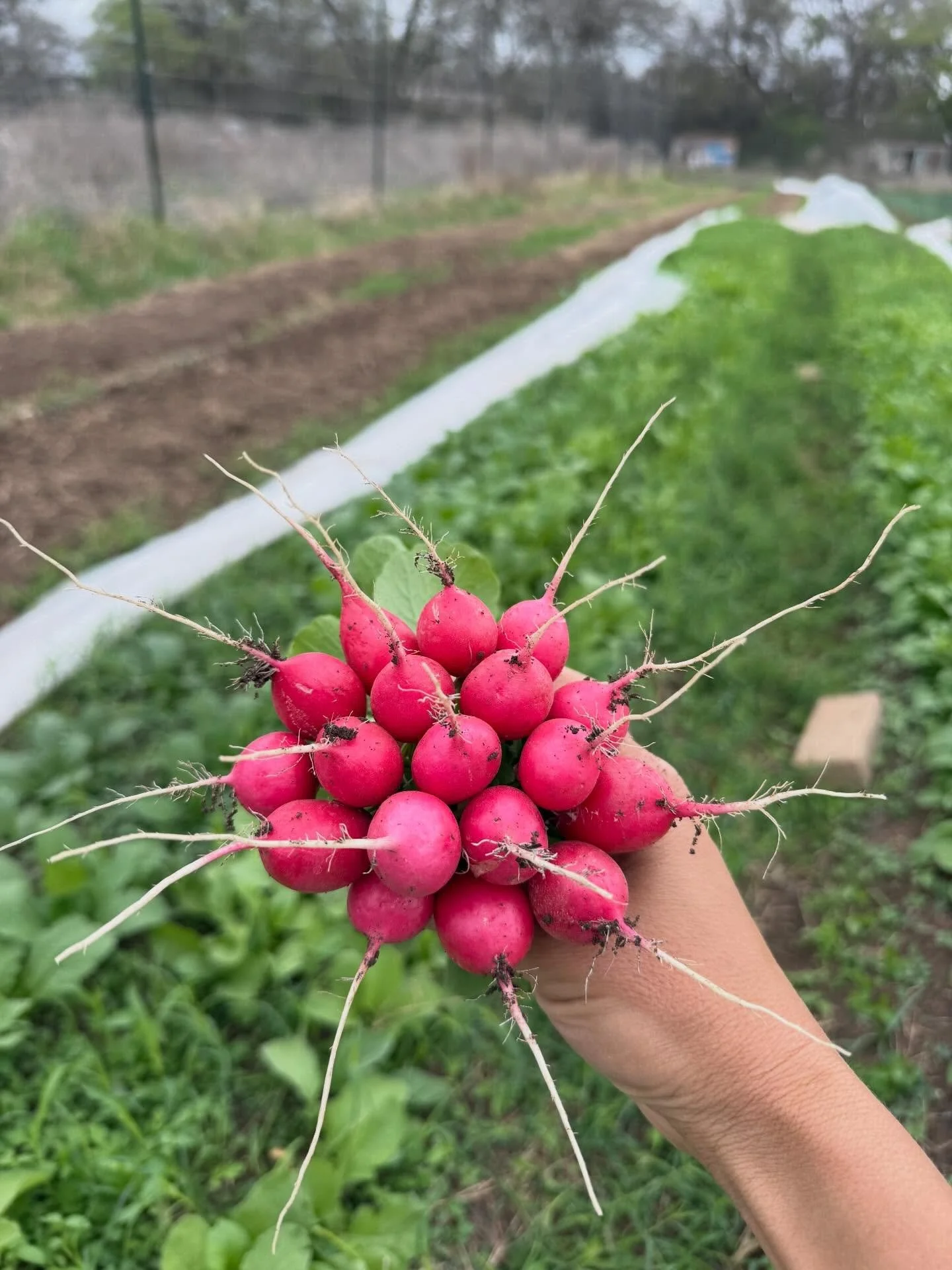 Headed back to market this weekend with spring goodness!

The last month has been a whirlwind of setting up the new farm, celebrating literally our entire family&rsquo;s birthdays, travel, tattoos, work, visitors, baby fish, and childcare changes.

I