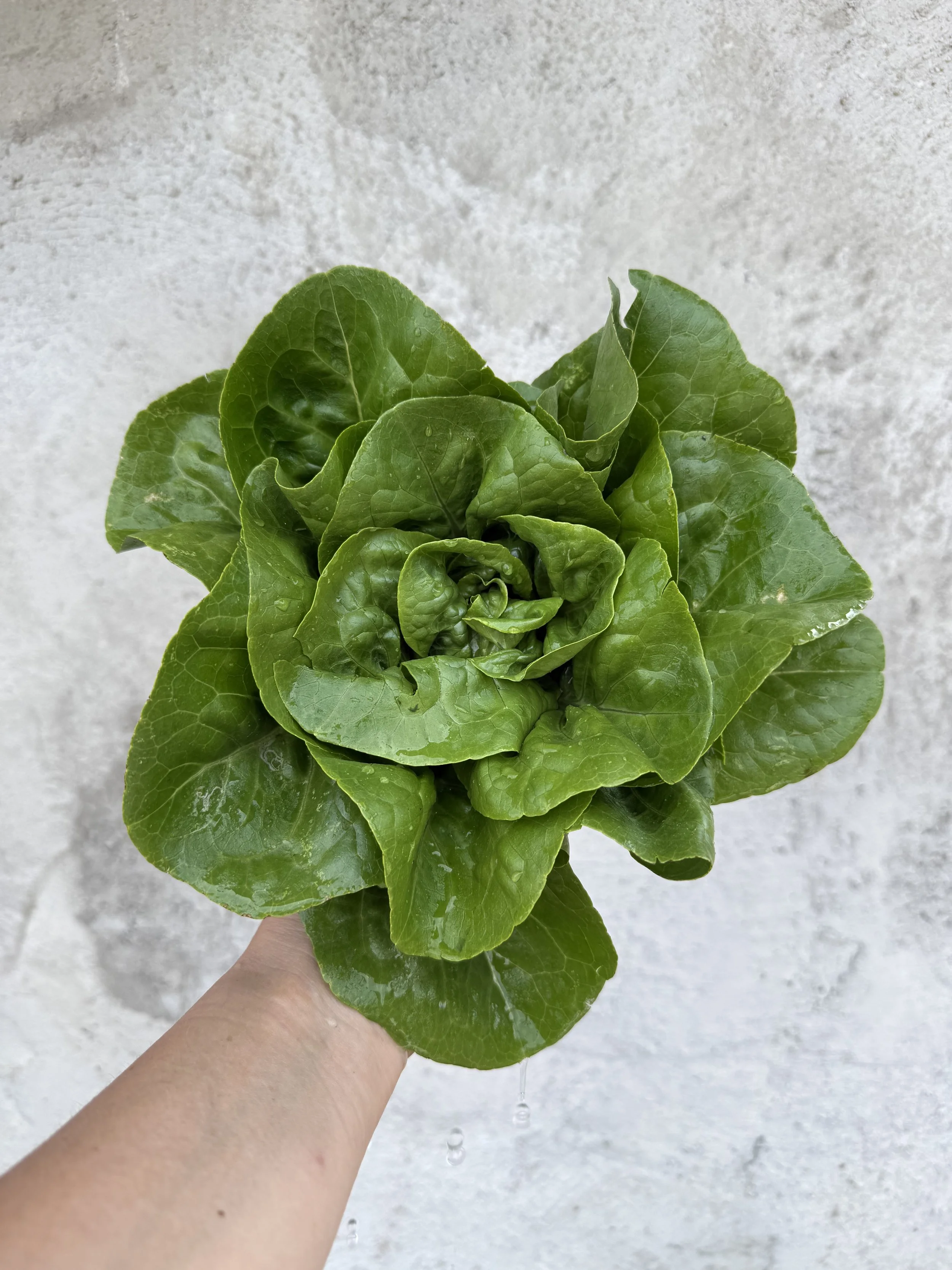 Lettuce, Little Gem Romaine
