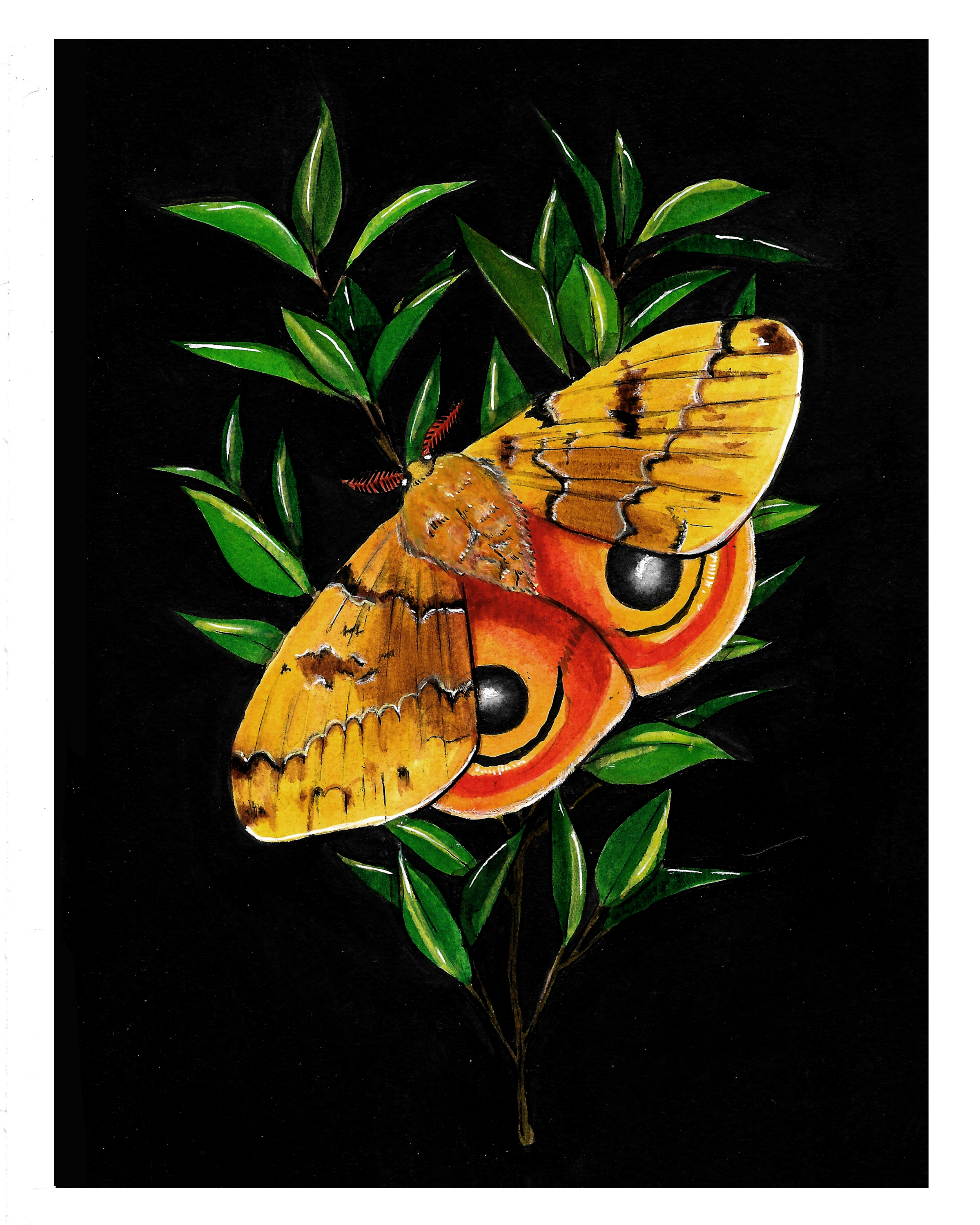 Io Moth 8x10.png