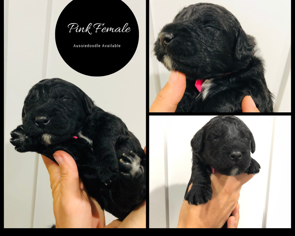 2 weeks old