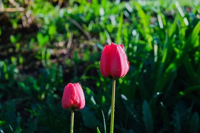 Insert shitty analogy about growth/coming out of the storm/etc. #covidphotoproject #caitatwork