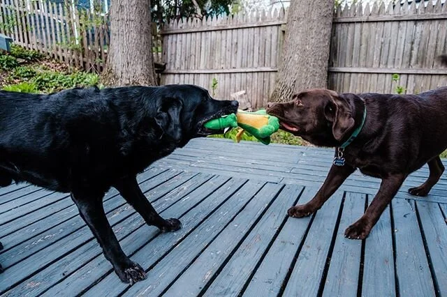 When the neighbor&rsquo;s dog escapes quarantine/his yard. #cabinfever #caitatwork