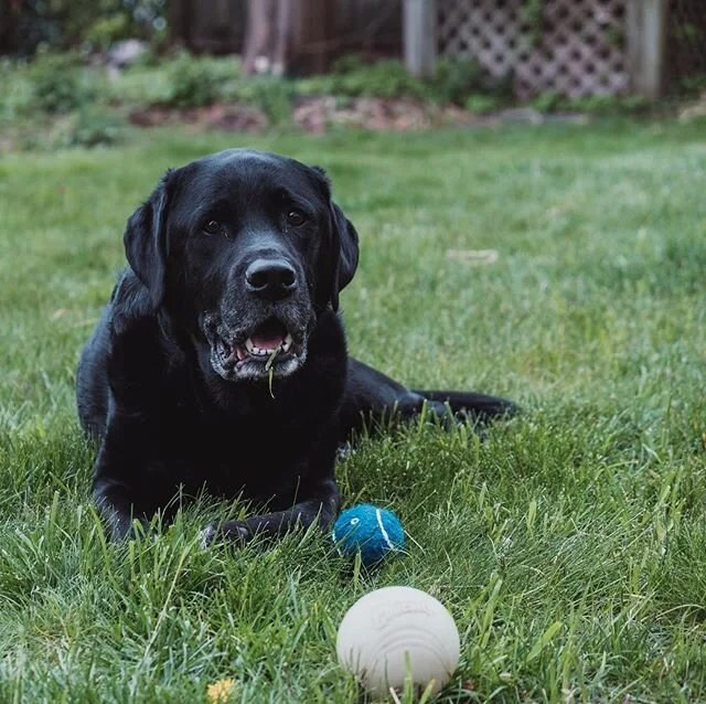 No mom, I was not eating grass. #liar #coronaphotoproject
