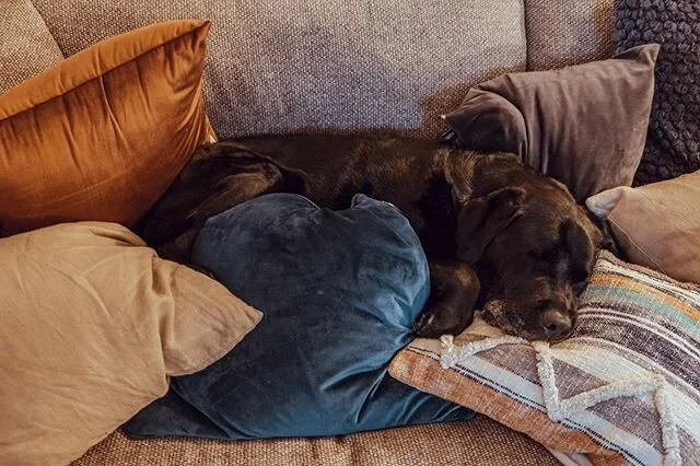 Highly recommend dogs. #humpdayvibes #coronaphotoproject