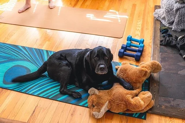 It&rsquo;s important to claim your spot at yoga class, or someone might steal it. #latergram #yogachallenges #coronaphotoproject