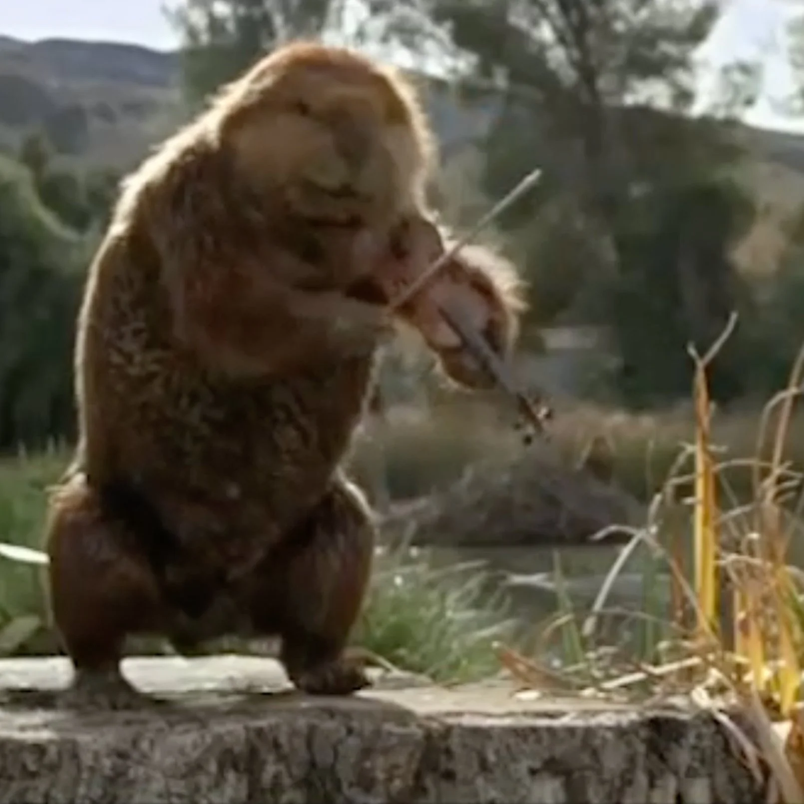 Fiddling Beaver 1x1.jpg