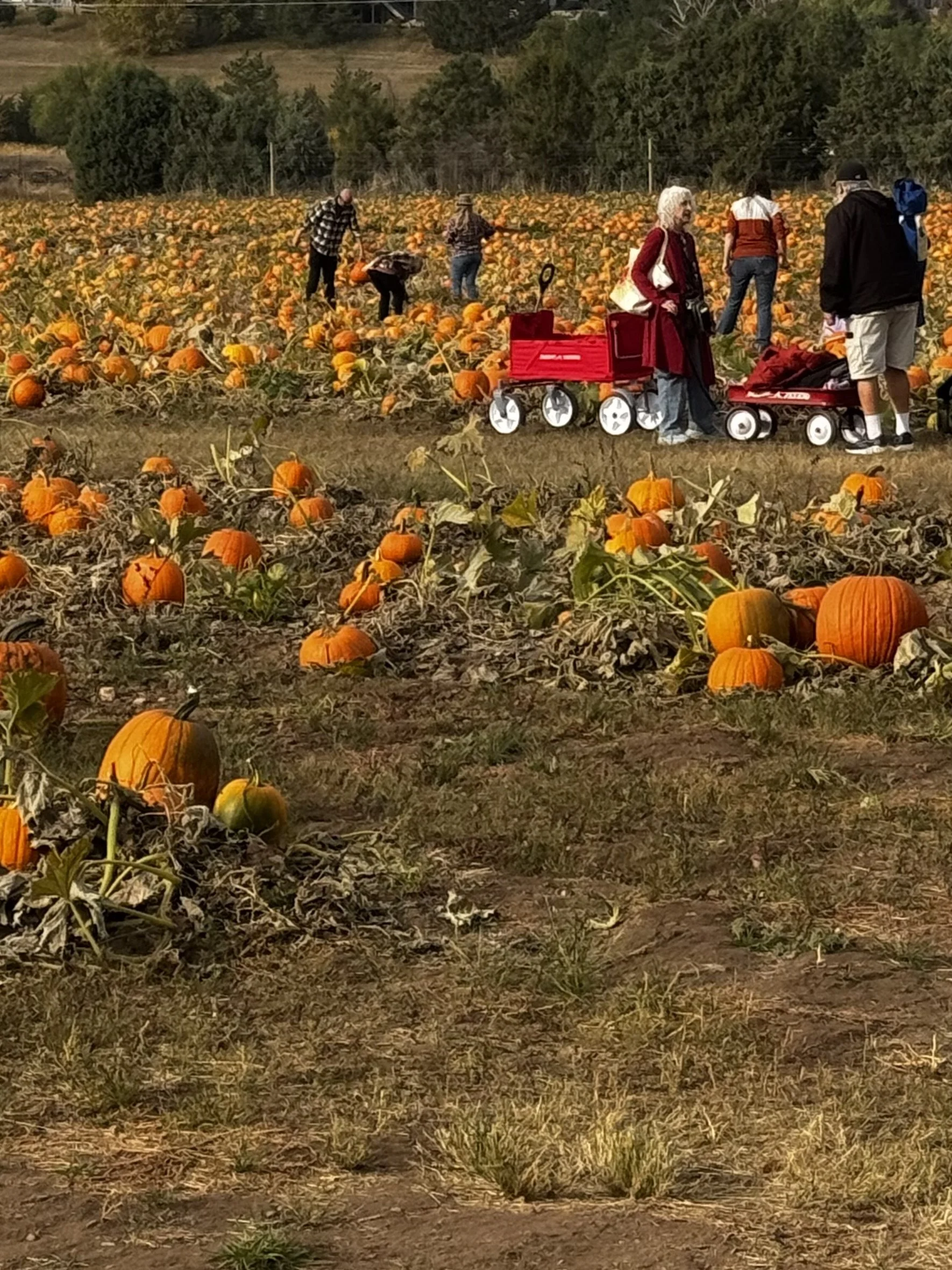 Pumpkin Festival at Chatfield Farms