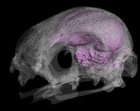 Partial skull of Sarcoramphus papa (King vulture) rendered semitransparent with digital cranial endocast rendered at full opacity.