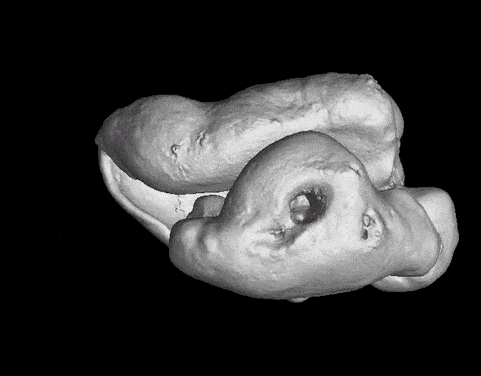 Ear bones of Phocoena sinus, rotating and rendered semitransparent to fully transparent to show extracted inner ear labyrinth digital endocast.