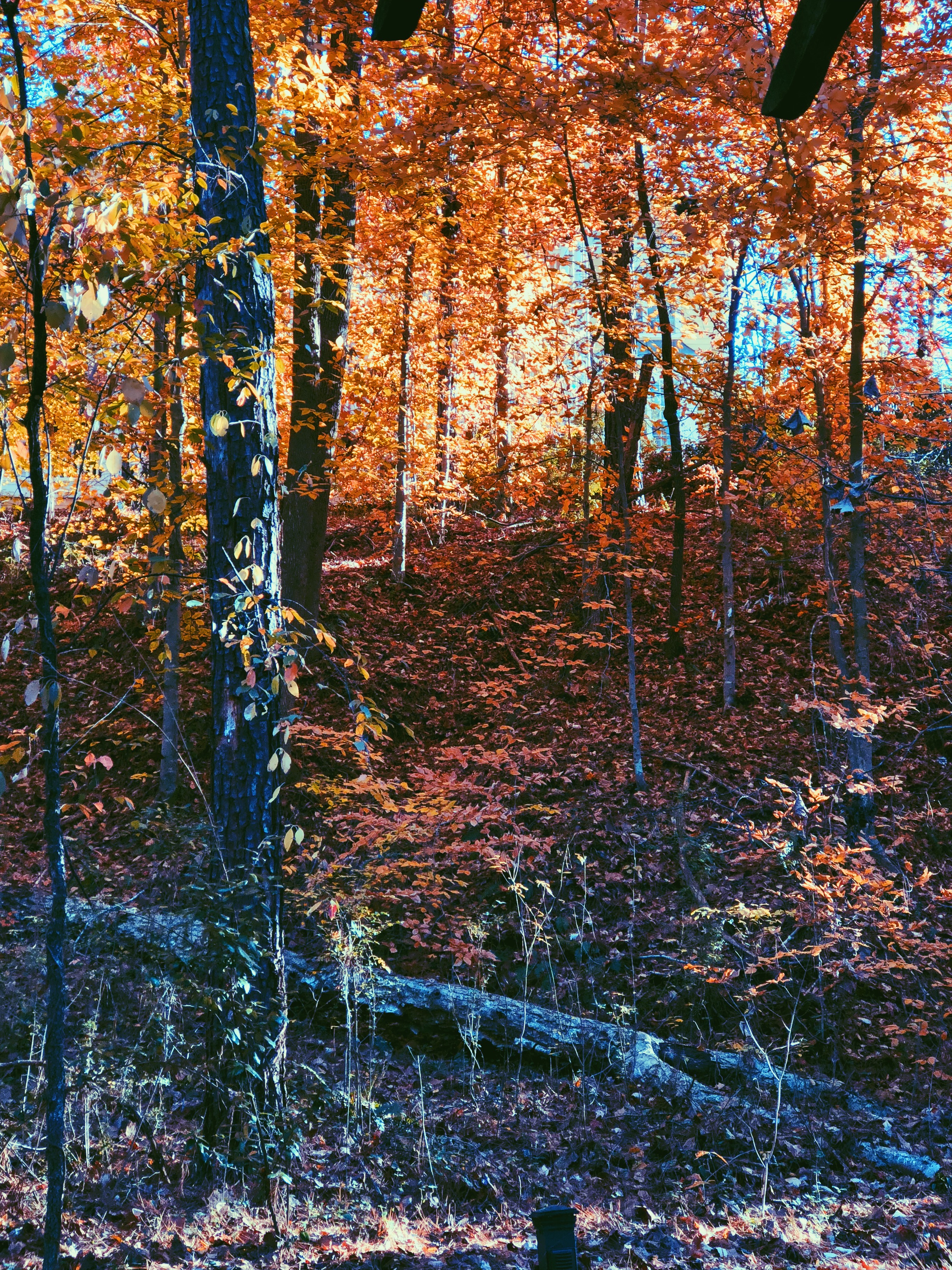 F2725564-52E6-4514-BD3A-C894618950A1.jpg